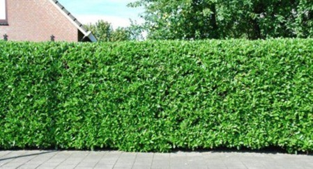 Gartenpflege